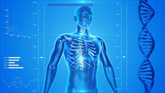 human skeleton g8628b1c5f 640