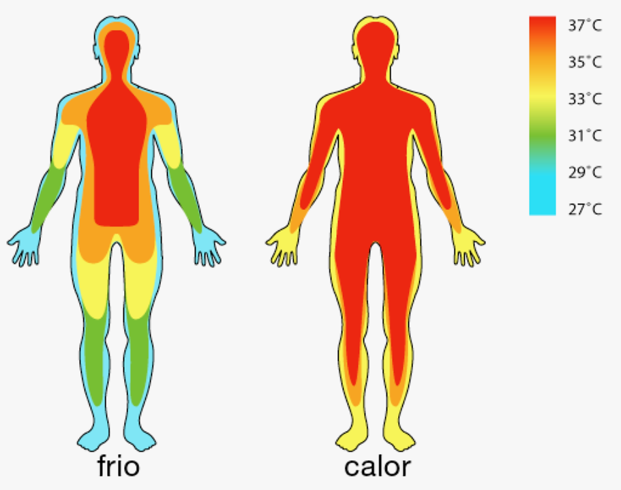 temperatura corporal pequeno